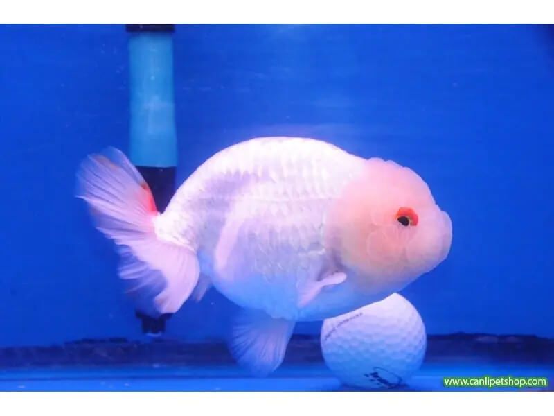 Cá Ranchu trắng hồng dáng đẹp