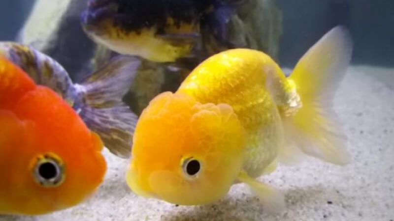Cá Ranchu vàng đầu lân đẹp