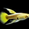 Cá Bảy Màu Full Gold – Dòng Guppy Vàng Ánh Kim Dễ Nuôi, Màu Sắc Nổi Bật