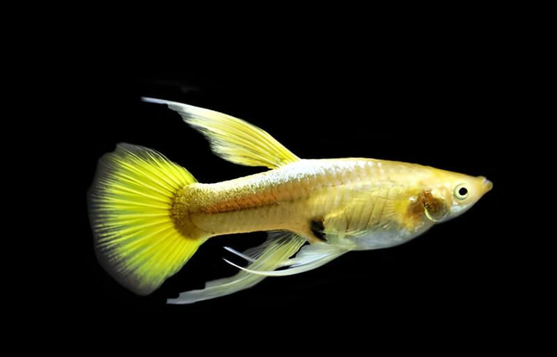 Cá Bảy Màu Full Gold – Dòng Guppy Vàng Ánh Kim Dễ Nuôi, Màu Sắc Nổi Bật