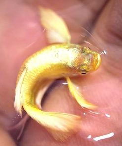 Cá bảy màu Full Gold nhìn từ trên