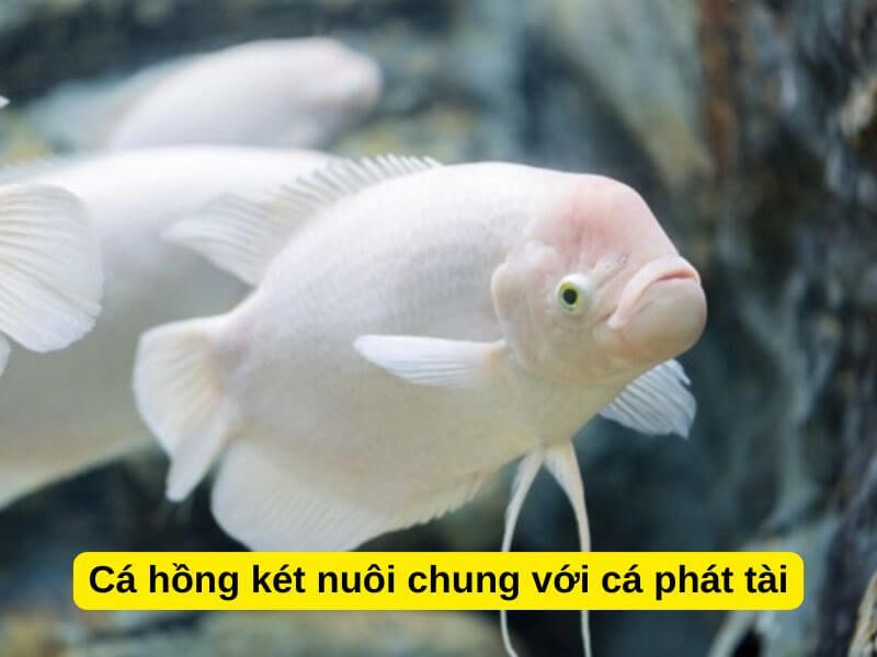 Cá Phát Tài: Đặc Điểm, Ý Nghĩa, Cách Nuôi Và Kinh Nghiệm Chọn Cá Khỏe Đẹp 4 Cá hồng két trắng trong bể kính