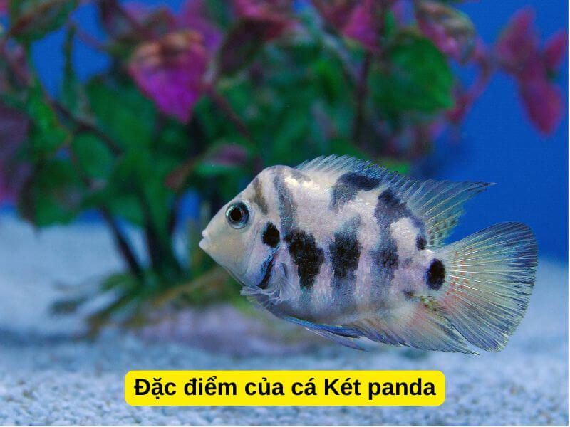 Cá Két Panda – Cá Cảnh Gấu Trúc Độc Lạ, Dễ Nuôi Và Nổi Bật Trong Bể 8 Cá két Panda trong bể có cây trang trí