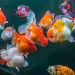 Các dòng cá vàng Ranchu nhiều màu