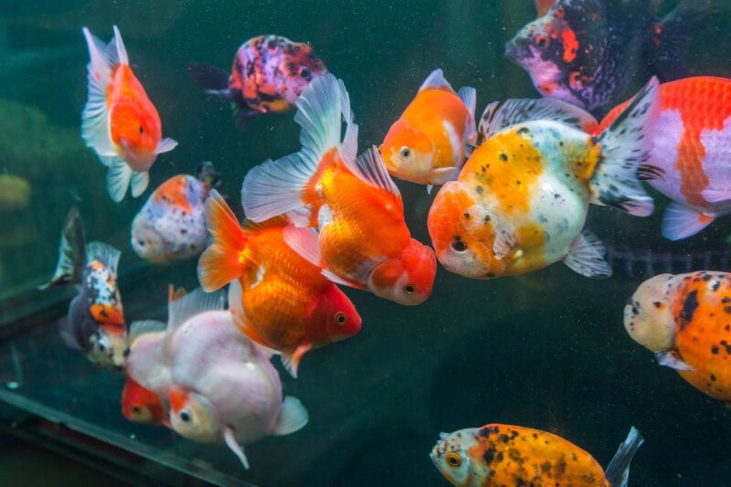 Các dòng cá vàng Ranchu nhiều màu