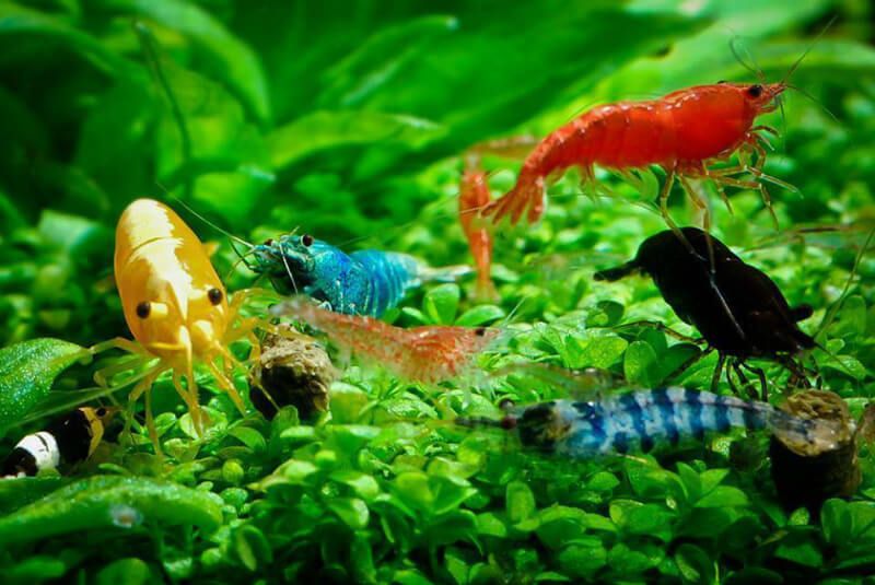 Tép Amano – Tép Yamato Diệt Rêu Cho Bể Thủy Sinh 3 Các loại tép cảnh nhiều màu trong bể thủy sinh