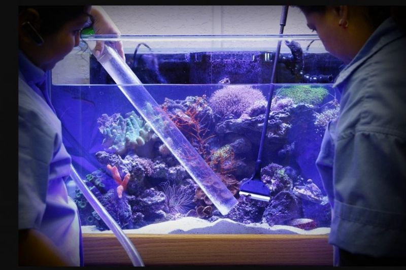 Cách bảo quản giữ gìn thác ,bể cá