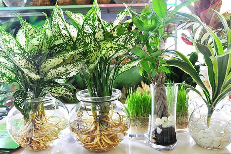 Cách trồng cây thuỷ sinh