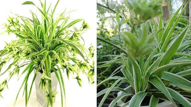 Cách trồng ,nhân giống loài cây này
