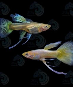 Cặp cá bảy màu Full Gold nền đen