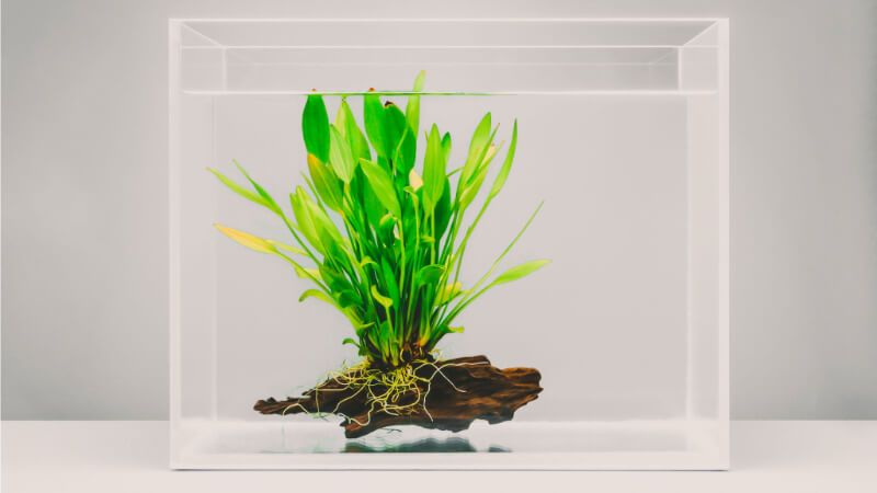 Cây lan nước gắn trên lũa trong bể kính