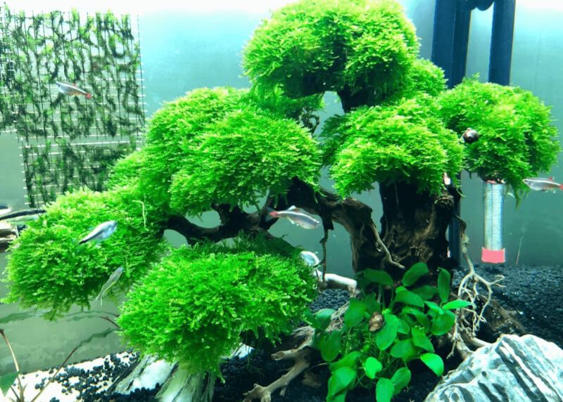 Cây thủy sinh bám lũa, bám đá