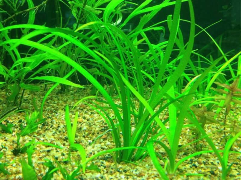 Cây thủy sinh lá dài trồng trên nền sỏi