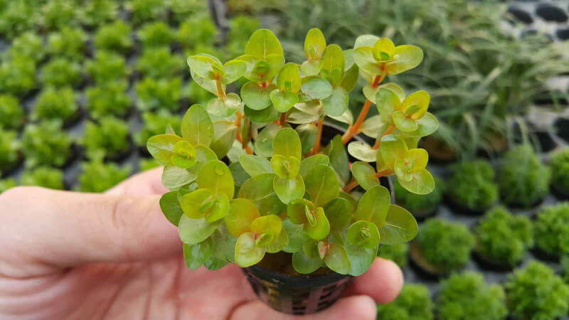 Chậu cây thủy sinh lá tròn màu xanh