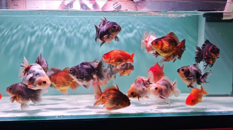 Đàn cá Ranchu nhiều màu trong bể kính
