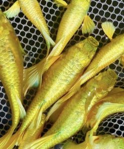Đàn cá bảy màu Full Gold trên vợt lưới