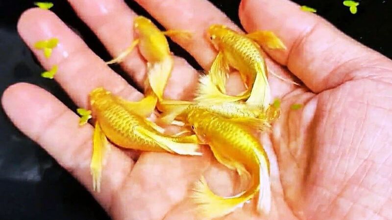 Đàn cá bảy màu Full Gold trong lòng bàn tay