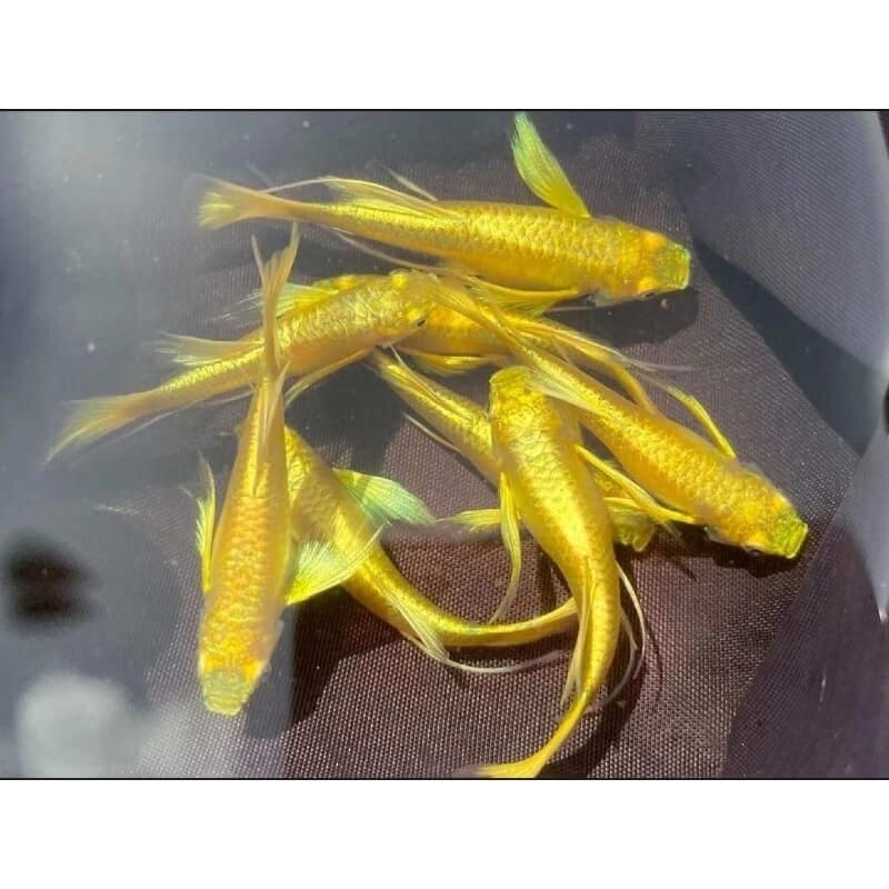 Đàn cá bảy màu Full Gold trong vợt lưới