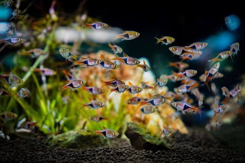 Đàn cá tam giác trong hồ thủy sinh