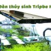 Đèn thủy sinh Tripbe H lắp trên bể cá