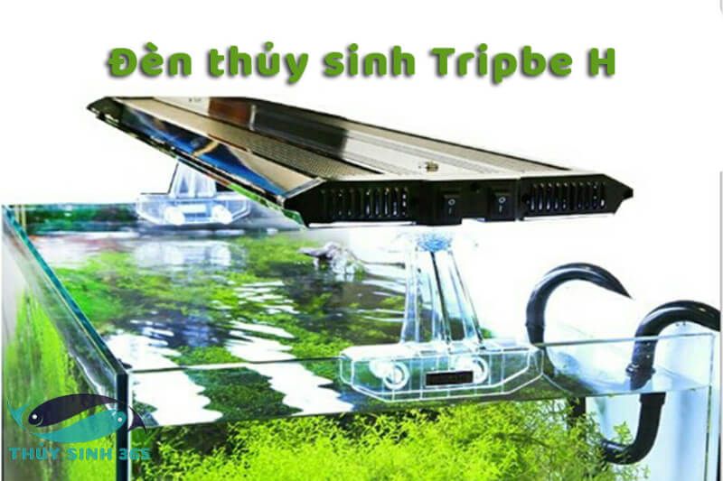 Đèn thủy sinh Tripbe H lắp trên bể cá