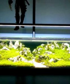 Đèn thủy sinh chiếu sáng bể cây trải thảm