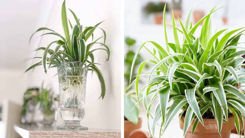 Loại cây mẫu tử được nhiều người lựa chọn