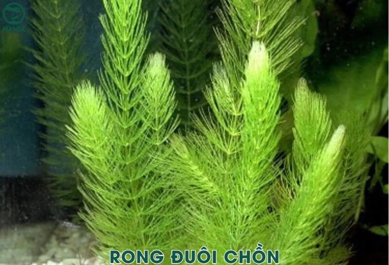 Rong đuôi chồn ảnh sản phẩm trong hồ