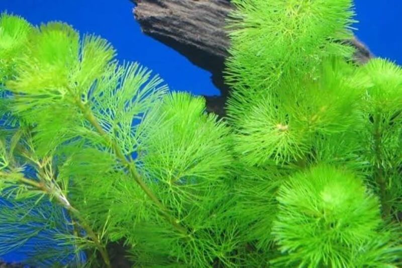 Rong đuôi chồn lá mềm trong bể thủy sinh