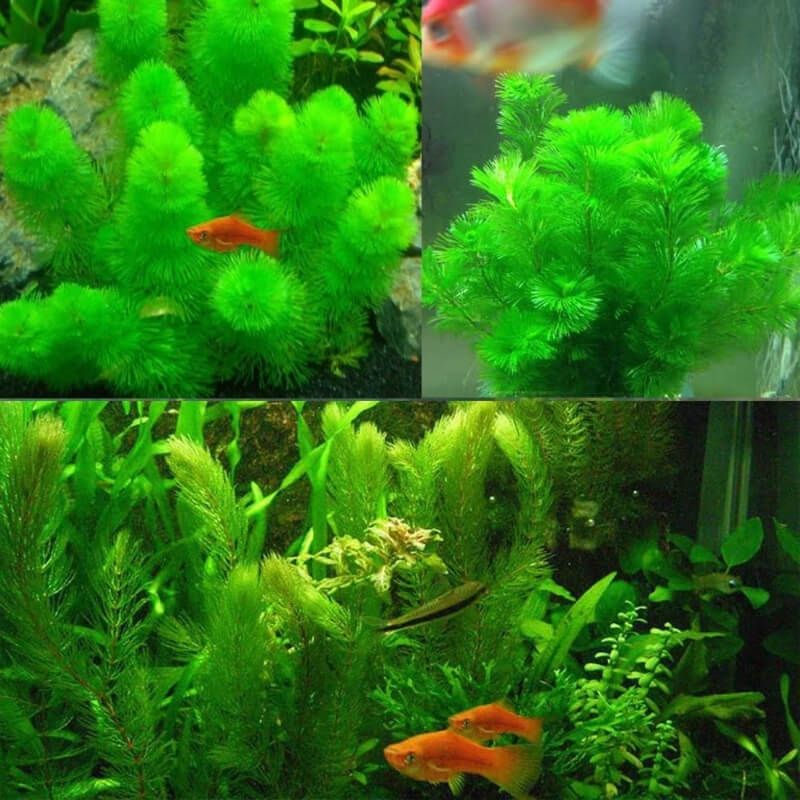 Rong đuôi chồn trong bể cá bảy màu