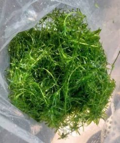 Rong đuôi chồn tươi dạng bó