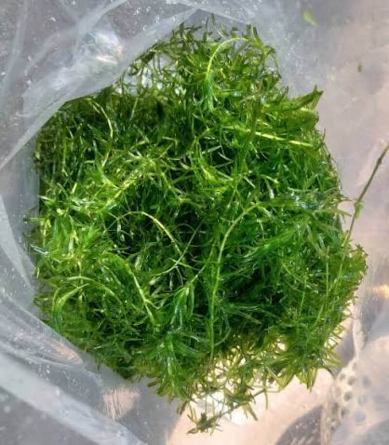 Rong đuôi chồn tươi dạng bó