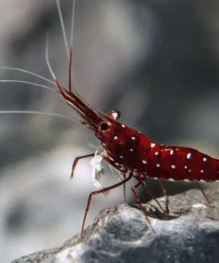 Tép cảnh màu đỏ đang bám trên đá