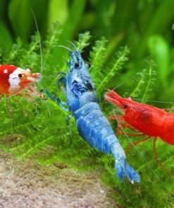Tép cảnh nhiều màu trên rêu thủy sinh
