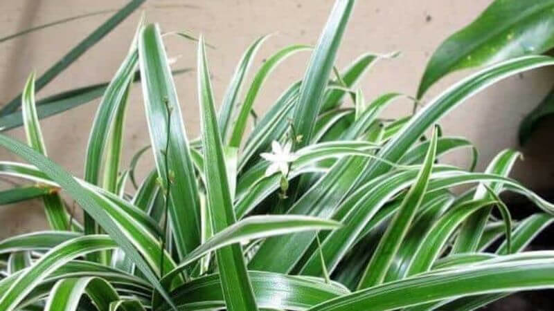 Hoa của cây mẫu tử