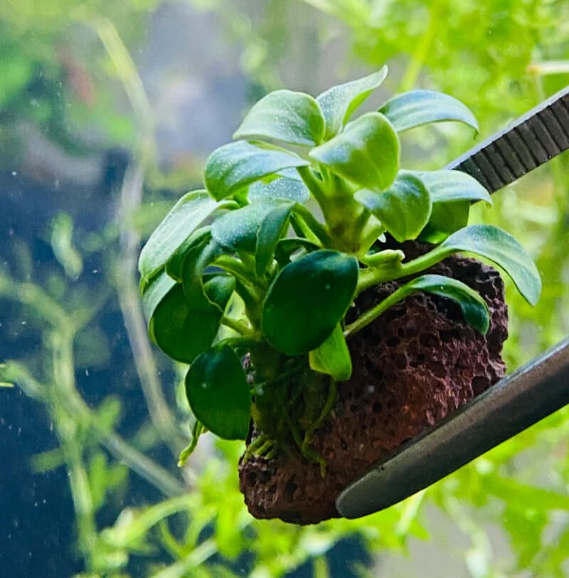 Anubias