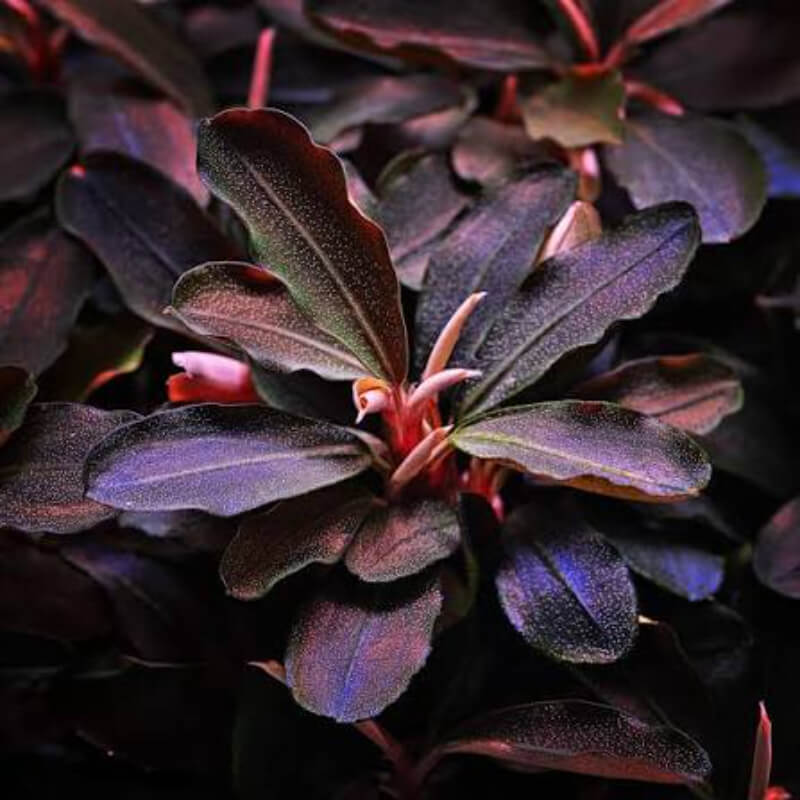 Bucephalandra