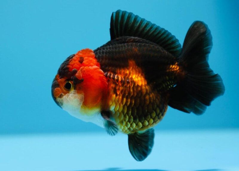 Cá Oranda Yuanbao