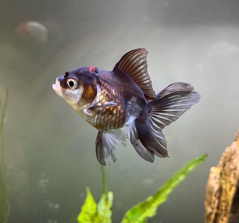 Cá Oranda đen
