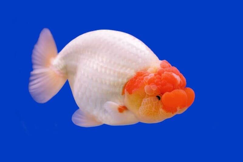 Cá Oranda đỏ trắng