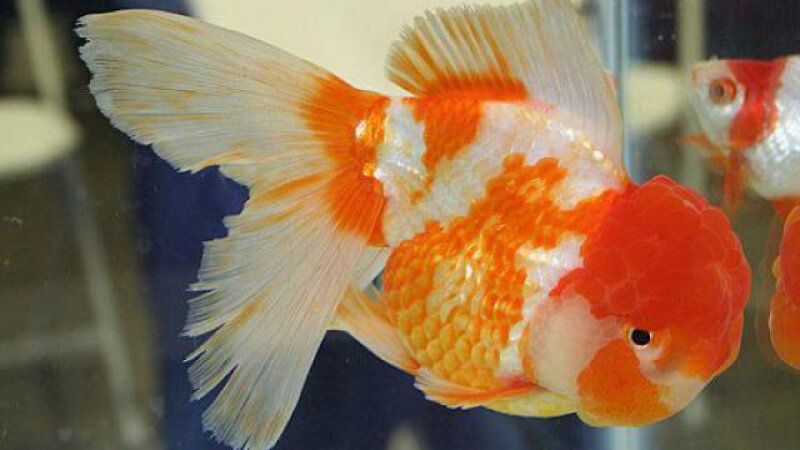 Cá Oranda long tail