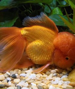 Cá Oranda màu cam