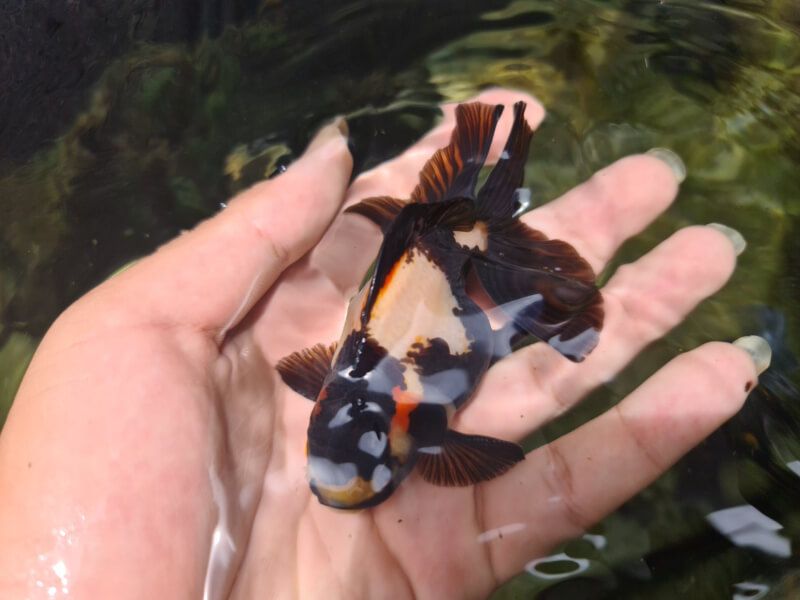 Cá Oranda màu đen
