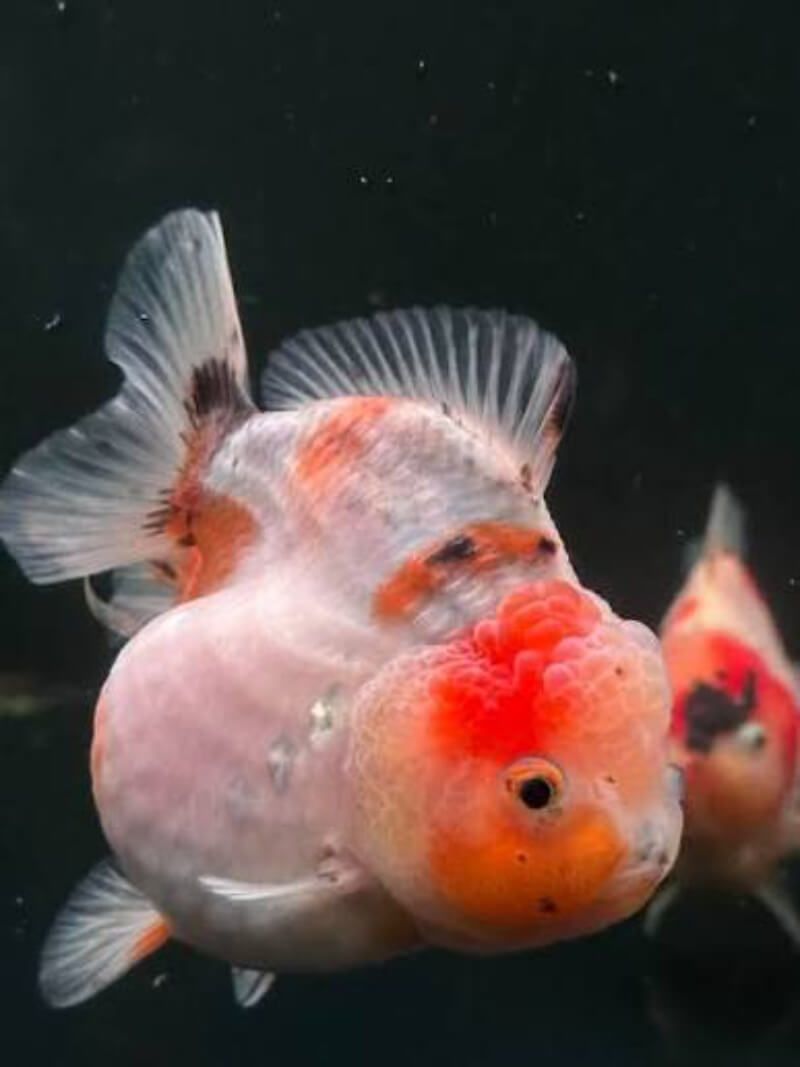 Cá Oranda short tail.jfif