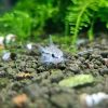 Cá chuột Pygmy trên nền sỏi