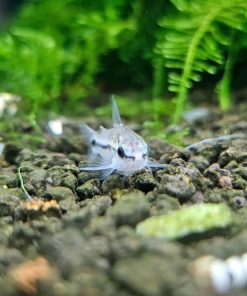 Cá chuột Pygmy trên nền sỏi