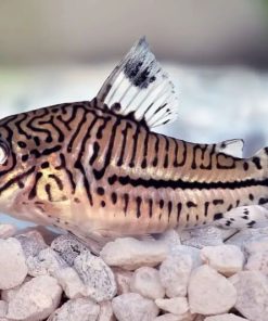 Cá chuột Sterbai