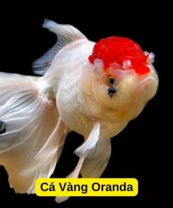 Cá vàng Oranda
