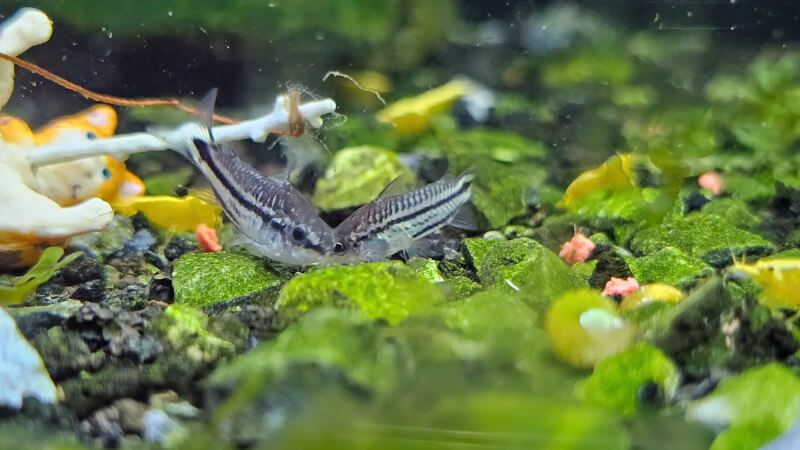Cặp cá chuột Pygmy trên nền sỏi