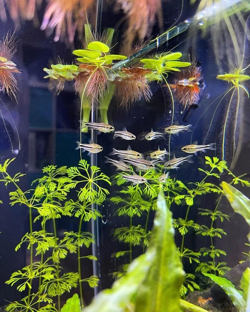 Đàn cá chuột Pygmy trong bể thủy sinh
